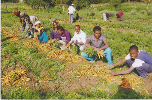 The deaf at ENAD Debre Birhan branch harvesting their carrots on 28 September 2011 (Meskerem 17, 2004 E.C.